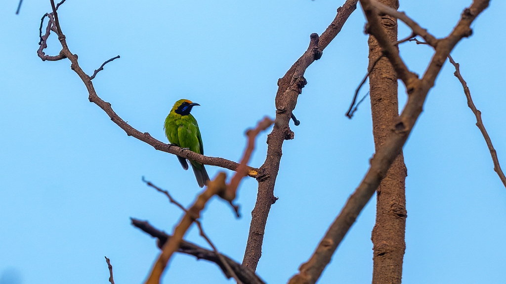 Gold-fronted Leafbird